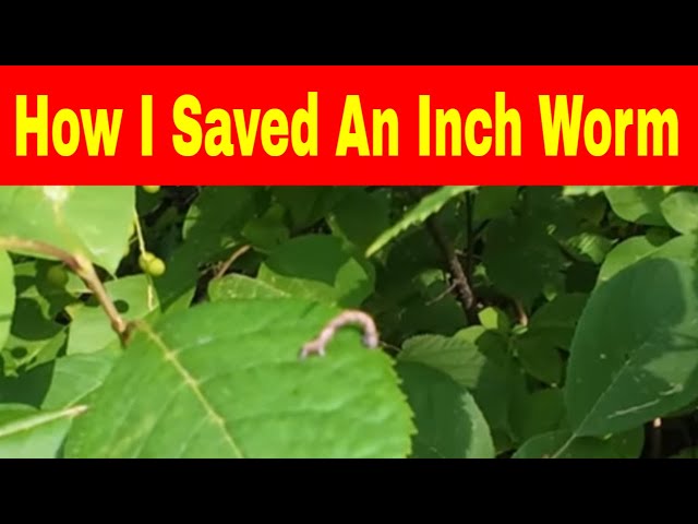 How I Saved An Inch Worm - Camping at Alpine Garden Camping Village and Winery