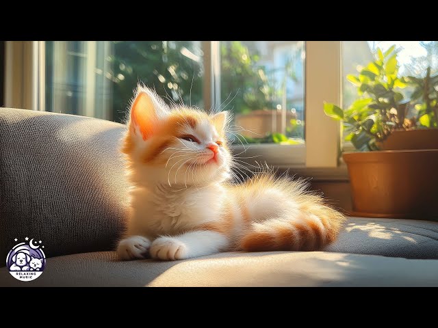 Calming Music for Cats - Relaxation, Deep Sleep, Stress Relief, Peaceful Piano Music