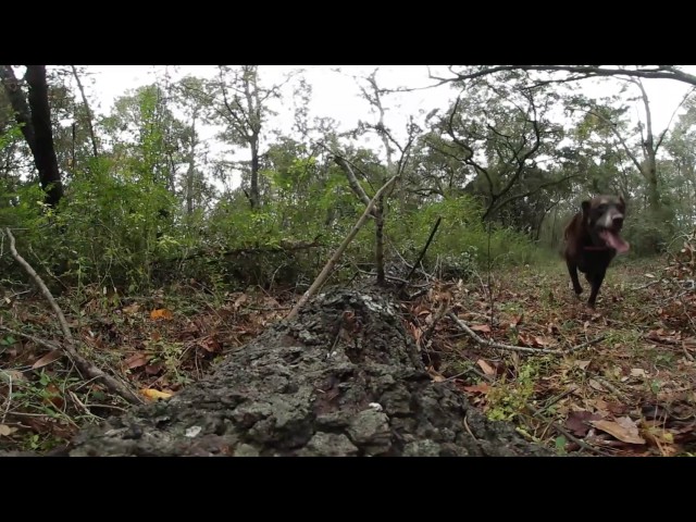 Walking The Dogs Virtual Reality