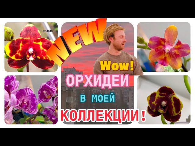 НОВЫЕ ЦВЕТУЩИЕ #орхидеи 2025 года 🤗ПРИЕХАЛИ #orchid в МОЮ КОЛЛЕКЦИЮ! 😍 #plants #orchidworld