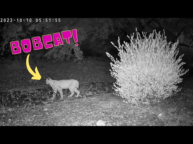 Bobcat spotted: [10/10/2023 - 05:51AM] #nature #bobcat #phoenix