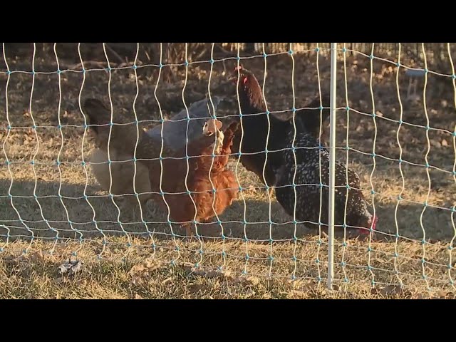 Local egg producers seeing strong demand as prices in stores continue to rise