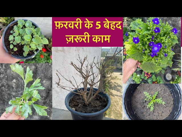 February ख़त्म होने से पहले ये 5 काम निपटालो || Garden Works To Do In February