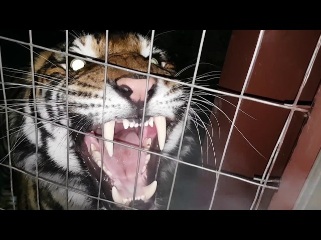 Best tiger roar ever !