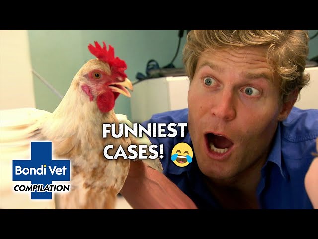 Bondi Vet's Funniest Cases 😂 | Compilation | Bondi Vet