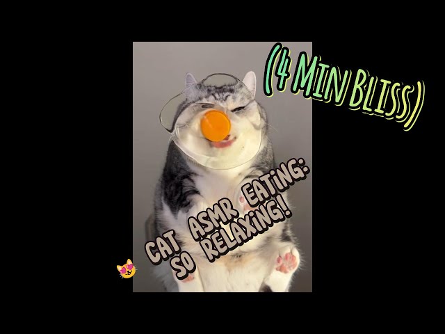 4 Minute Cat ASMR Eating Food Compilation 🐾 Ultimate Relaxation (Crunchy Sounds)