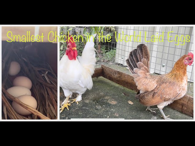 Bantam Chicken Hen Laid Eggs after Breeding