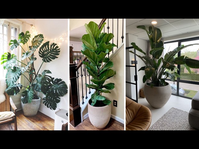 +289 iDEAS elegantes de PLANTAS PARA DECORAR el interior de tu casa y t conectaran con la naturaleza