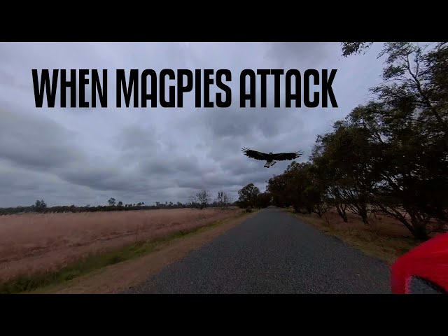 When Magpies attack