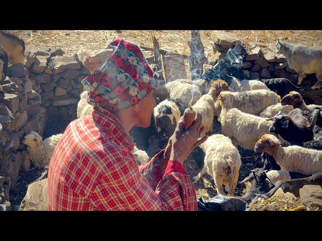 A Shepherd’s Life: 82-Year-Old Himalayan Sheep Shepherd with 100 Sheep.