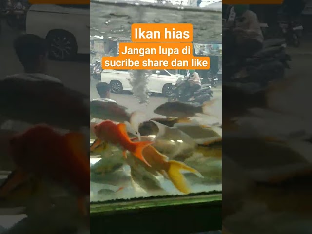 #duniaikanairtawar #duniaikan #ikan #ikanhias #ikankoi #fish #fishing