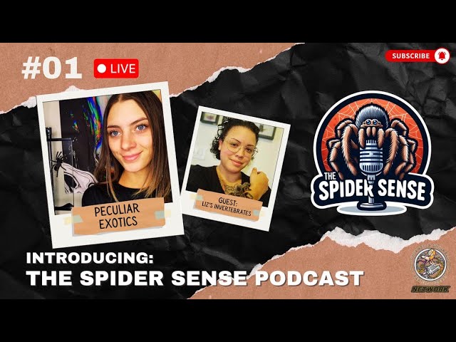 INTRODUCTION OF THE SPIDER SENSE PODCAST | W/LIZS INVERTEBRATES EP:1