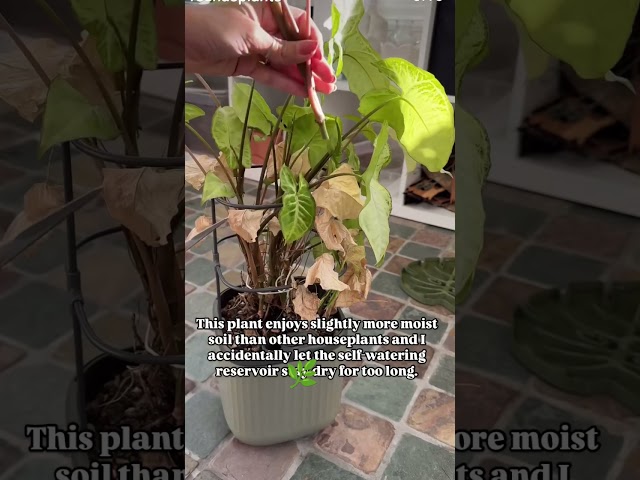 Plant care 🍃 propagation 🌿#propagation #plantcare #shortsfeed #youtube #indoorplants #shorts #plants