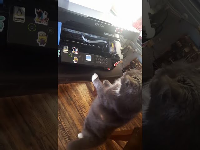 Cat Attacks Printer !!! Atak kota na drukarkę, szok !!! LACHANE MUROWANE! 🐱🐈 Słodkie, śmieszne kotki