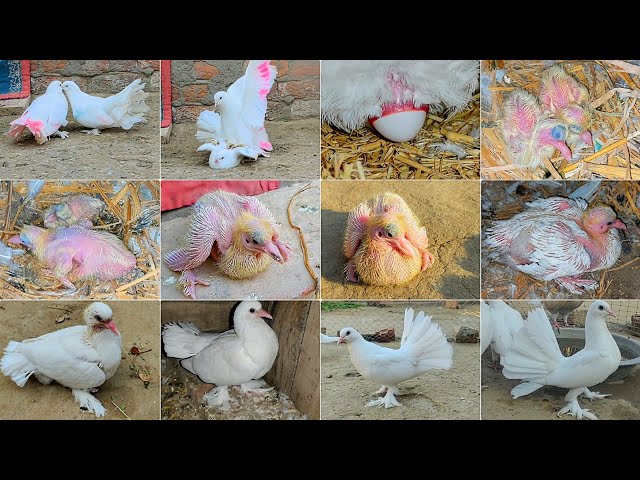 Pigeon Hatched Two Babies from the Eggs 🥚 | Pigeon Baby Growth 1 to 40 days