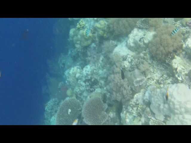 【帛琉●PALAU●浮潛點】帛琉浮潛第二站:大斷層 1(KODEK ZX5)