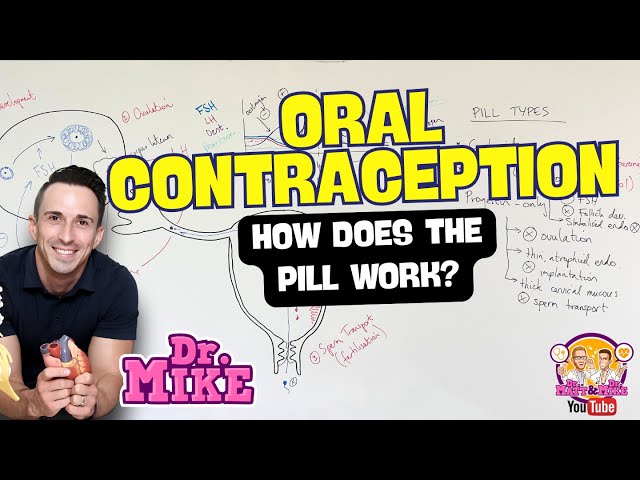 Oral Contraceptives | How Does the Pill Work?