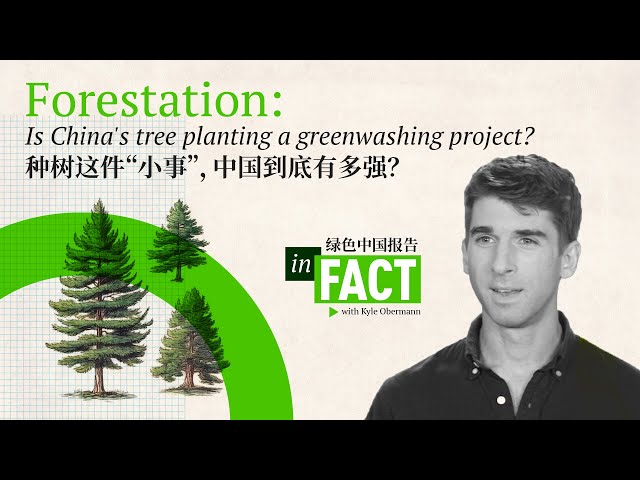 In Fact: Is China's reforestation a giant greenwashing project?