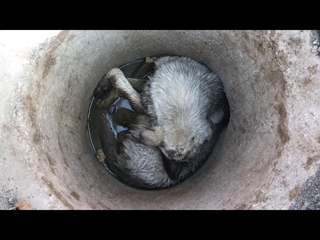 He fell into a manhole, screaming and crying for five long days, but no one came to help him!