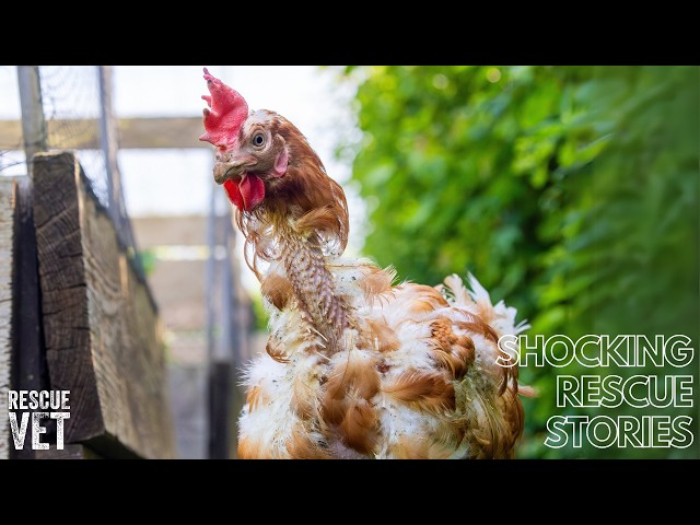 Old hens freed from cages to have a free ranged retirement : Posy & Maud's story