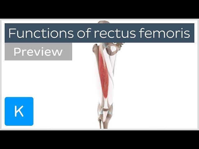 Functions of the rectus femoris muscles (preview) - Human 3D Anatomy | Kenhub