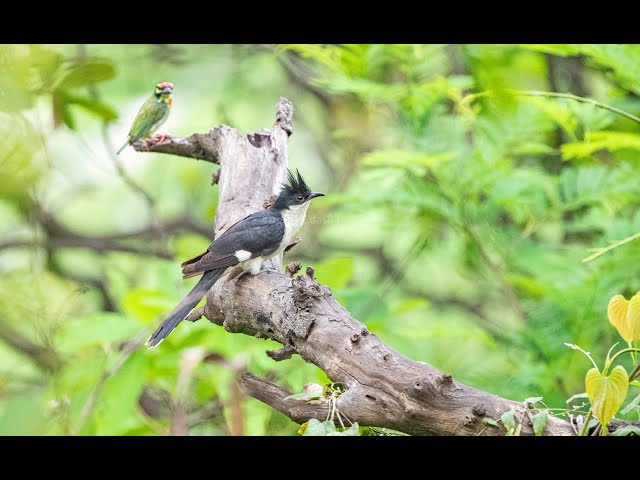 Nature walk @IIT Bombay | Powai Lake biodiversity | Birding and nature sounds