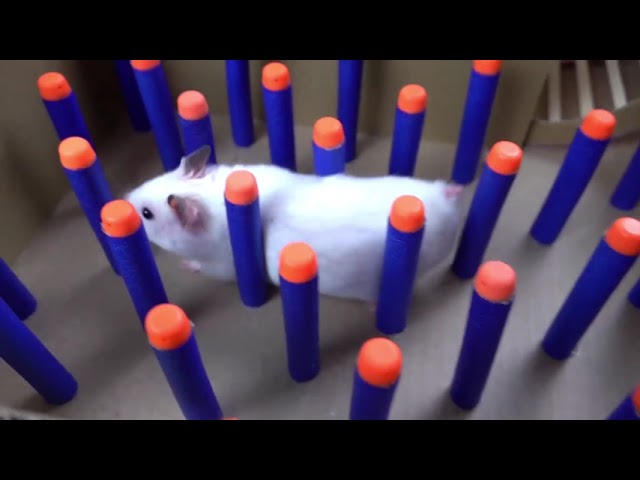 🐹 Hamster Escapes the  Creative Maze for Pets in real life 🐹 in Hamster Stories