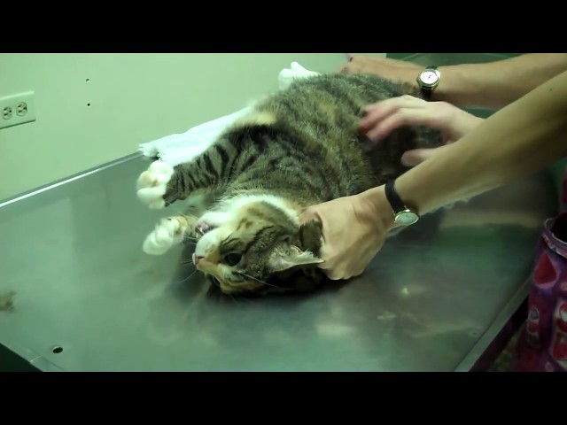 Funny Animals - Angry cat attack on vet doctor |Cat Attack |