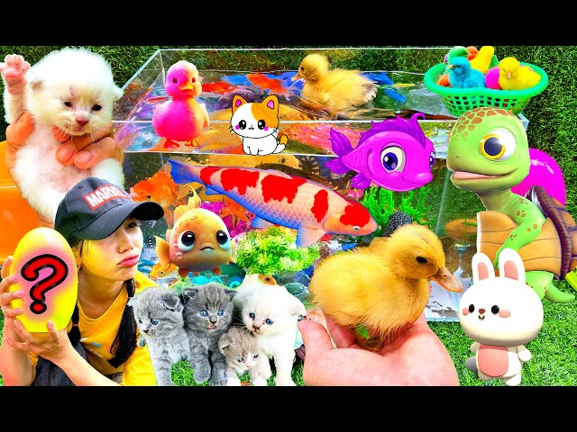 Catch Cute Animals 🐠 Rabbit, Cat, Duck, Fish, Turtle, Cow, Catch Gold Fish in Surprise Eggs