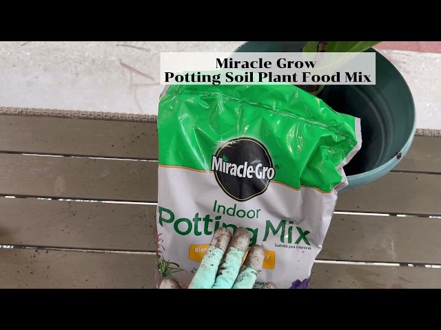 Try Miracle-Gro Potting Soil Plant Food Mix to your Indoor Plants to see a BIG Difference