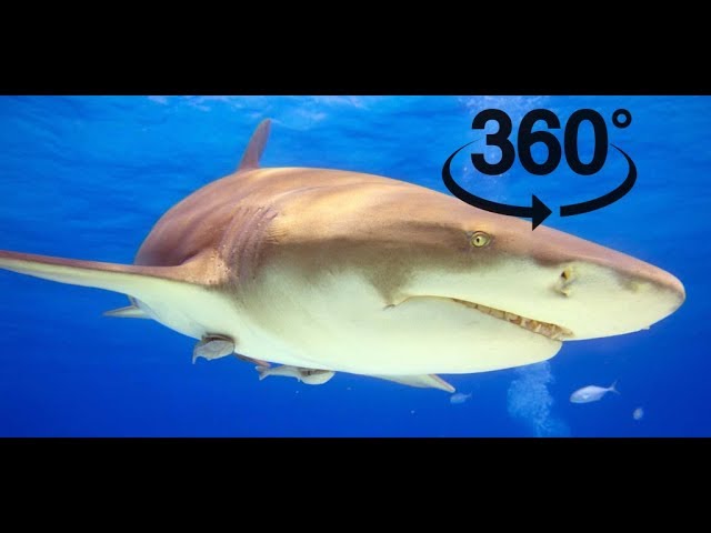 Feeding Bull Sharks Insta360onex