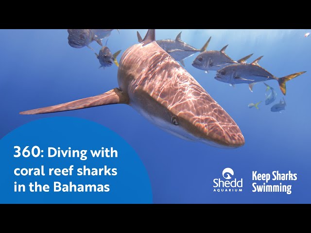 360: Diving with Coral Reef Sharks in the Bahamas