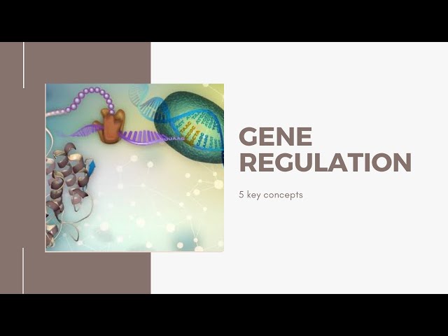 Regulation of gene expression: 5 key concepts in Bangla