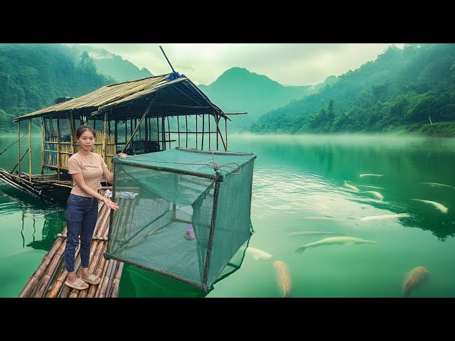 Building Fish Traps with Bamboo and Nets to Catch Big Fish in the Lake for Market Sale - LTTV2