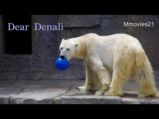 Dear Denali (ホッキョクグマ　デナリソング）