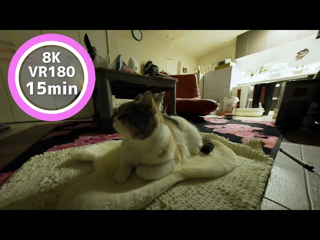 15 Min Meditation Cat sleeping in front VR180 8K Binaural ASMR