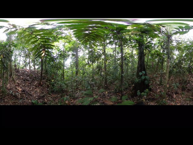 Phonography 360 : Rain Forest - Osa Peninsula - Costa Rica (8.500276, -83.369845) - 360 Sound