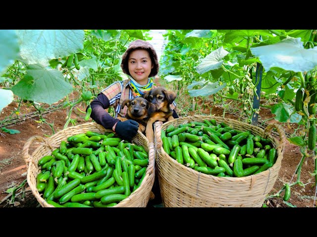 Harvest baby cucumbers to sell at the market ,sowing squash seeds to prepare for the new season