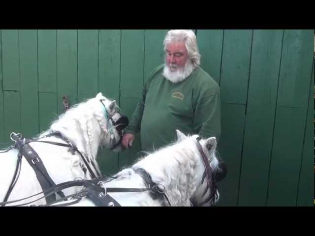 Tripe and Onions Pt1 - carriage driving training