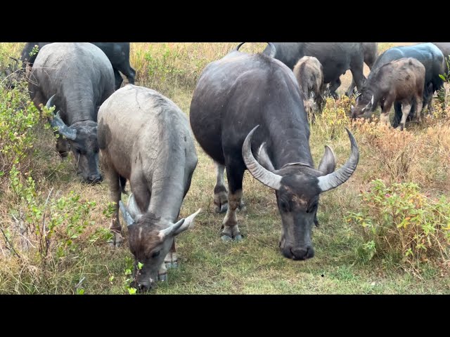 Animal Shelter | Huge Big Red Buffalo || Wildlife Journey / Pets & Animals