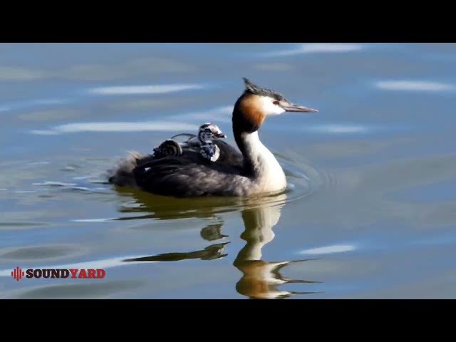 Great Crested Grebe: Chicks & Nest | Stunning Wildlife Footage