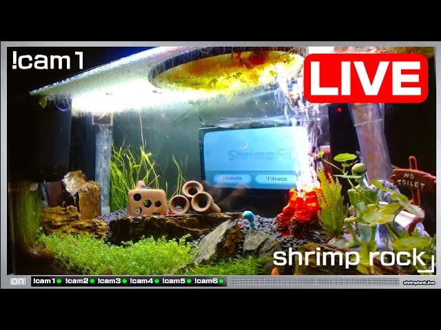 🦐 Shrimp Tank Live - Shrimpy's Radio 🦐