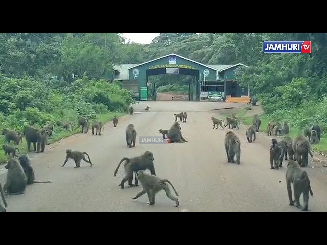 TAZAMA MAAJABU ya NYANI KWENYE HIFADHI ya NGORONGORO, KUMBE HII NDIYO TABIA YAO KUU..