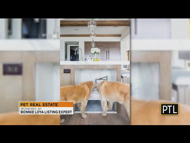 Pet-Friendly Spaces In Your Home