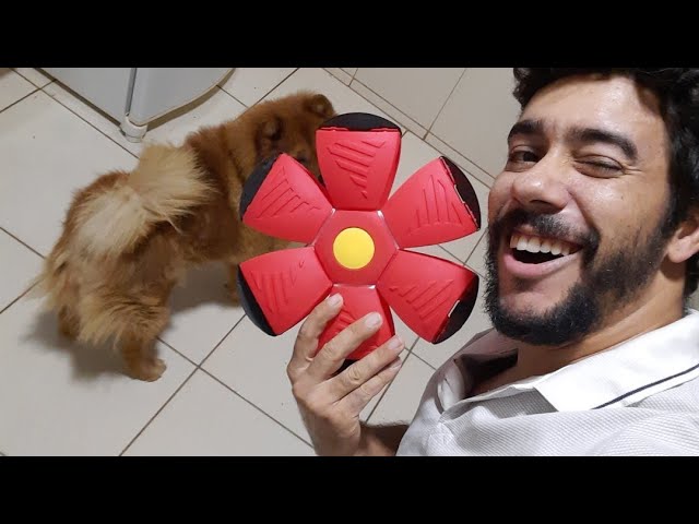 Cães Brasil está ao vivo! Vamos ver hoje como funciona essa Bola Estrela 🌟  rsrs