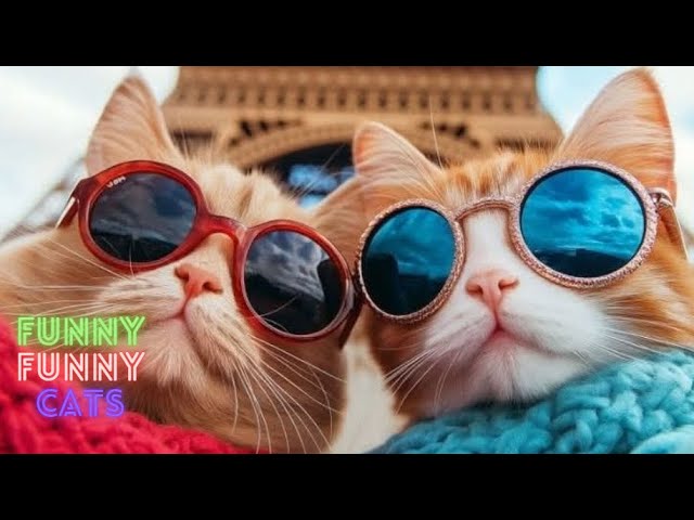 The Most Hilarious Cat Fails Ever 😺😹 Funniest Cat Videos in The World 😺 Cute Cat Videos 🤣 Part 154