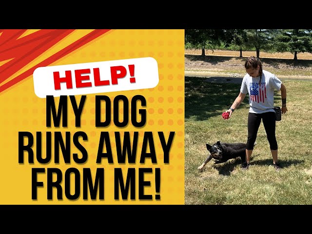 Help! My Dog Runs Away: How to Teach a Reliable Recall