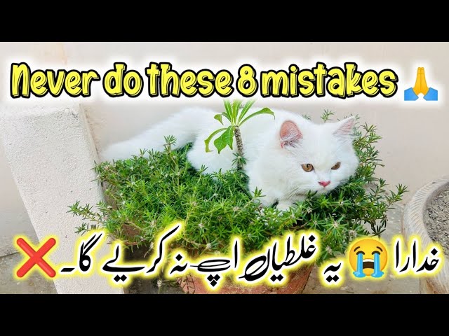 8 most common mistakes cat owners make || Persian Cat Facts || Persian Cat Care for beginners