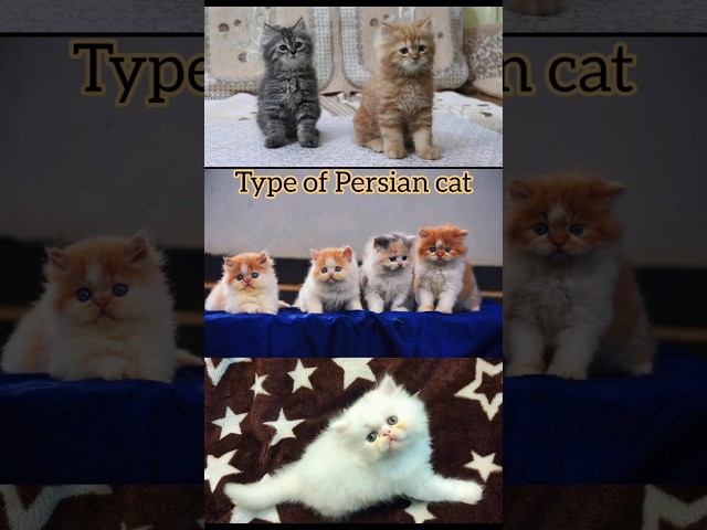 Kitty Cat Collection | Type of Persian cat | Doll face Cat | Punch face #cat #persiancat #shorts