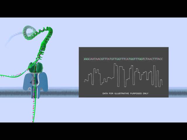 Nanopore DNA sequencing